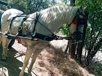 Caballo, Caballos — foto 3