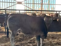 Bika, Partenaise cattle — 3. fotó