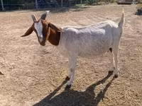 母山羊, Boer goat — 照片 4