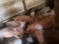 猪（批次，未指定性别）, Pigs — 照片 4