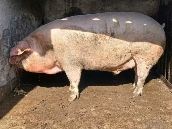 Kan, Sertések — Magyarország