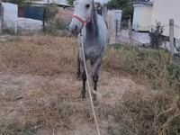 Kůň, Thoroughbred horse — foto 4