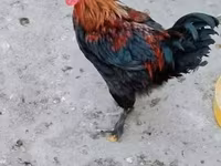 Marans — photo 1