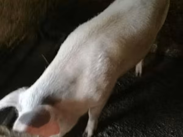 公猪, Крупная белая