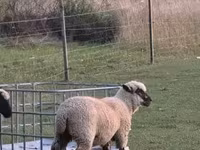Sheep (batch, sex not specified), White Suffolk sheep — photo 5