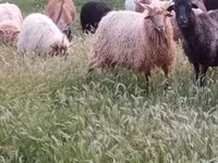 公羊, Racka sheep — 照片 1