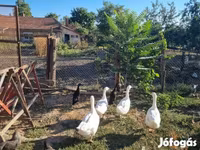 Geese — الصورة 1