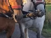 母马, Horses — 照片 3