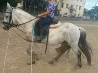 Caballo, Caballos — foto 1