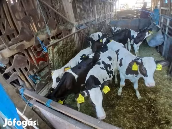 Bika, Russian Black pied cattle — Magyarország