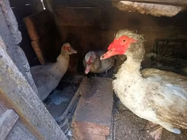 Ducks — Ungarn