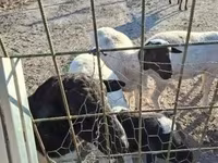 公羊, Dorper sheep — 照片 1