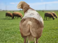 كبش, Tian-Shan semifinewool sheep — الصورة 1