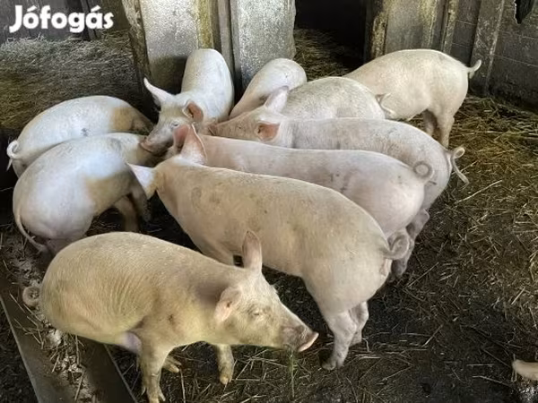 Pigs (batch, sex not specified), Pigs