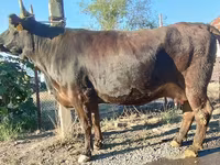 母牛, Alatau breed — 照片 1