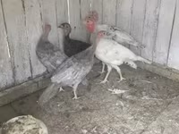 Turkeys — Foto 4