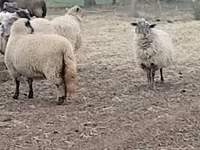 भेड़, Merino sheep — फ़ोटो 1