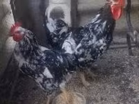 Poule danoise — photo 1
