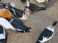 Ducks — photo 1