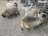 Sheep, Sheep — photo 4
