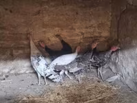 Turkeys — foto 2