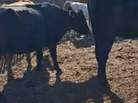 Cow, Cattle — photo 1