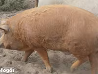 मादा सूअर, Мангалица — फ़ोटो 5
