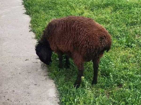 Bélier, Moutons