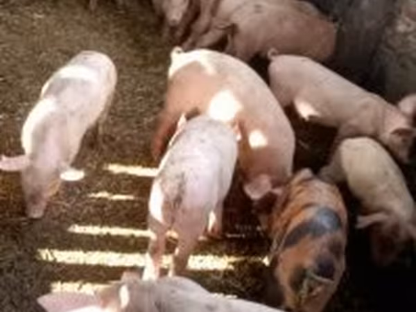 Pigs (batch, sex not specified), Pigs — Hungary