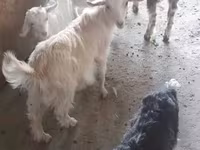 Nőstény kecske, Saanen goat — 2. fotó
