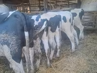 بقرة, Russian Black pied cattle — الصورة 2