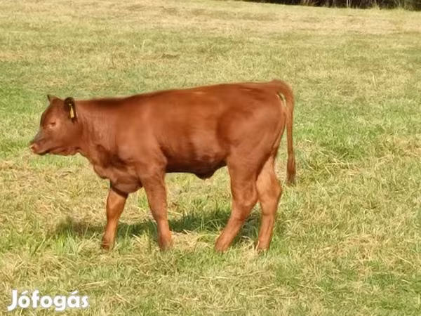 Toro, Aberdeen-Angus