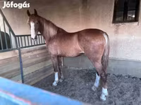 Yegua, Dutch warmblood horse — foto 2