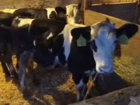 Bulle, Simmental cattle — Foto 2