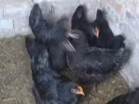 Australorp — Foto 4
