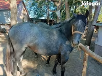 Caballo, Caballos — foto 4