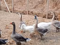 Geese — 2-сурет