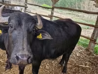 गाय, बिफालो — फ़ोटो 1