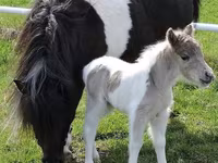 Stute, Miniature horse — Foto 6