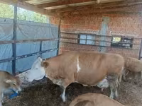 بقرة, French Simmental cattle — الصورة 2