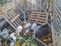 Guinea fowl — foto 2