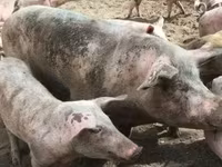 母猪, Pigs — 照片 3