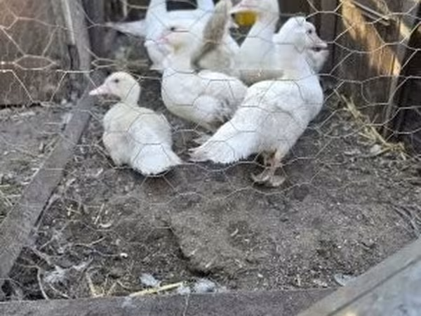 Ducks