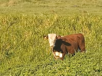 Cow, Ayrshire — photo 5