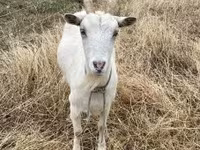 Nőstény kecske, Saanen goat — 7. fotó