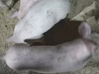 Pigs (batch, sex not specified), Крупная белая — photo 1