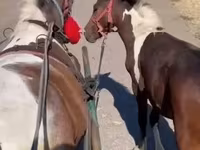母马, Horses — 照片 7