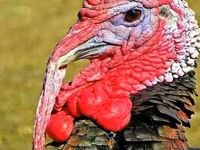 Turkeys — zdjęcie 1