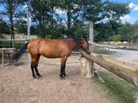 घोड़ी, Nonius horse — फ़ोटो 4