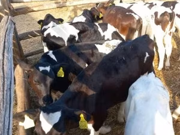 Toro, Ganado vacuno